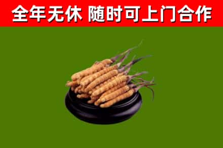 可克达拉回收散虫草