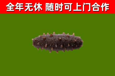 可克达拉回收海参干
